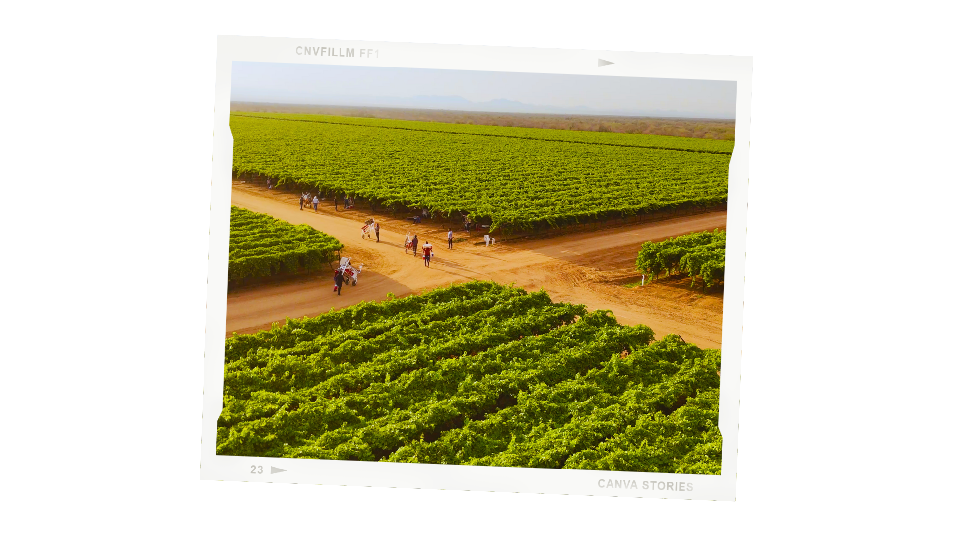 campo pozo manuel grupo alta