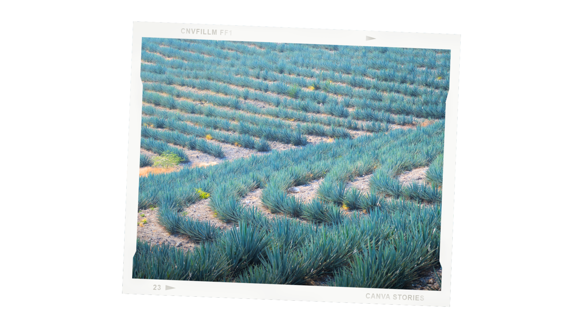 agave campo don mario grupo alta